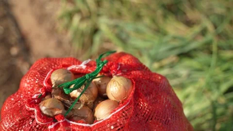 Red mesh bag full of fresh harvested onions Stock Footage 327657877
