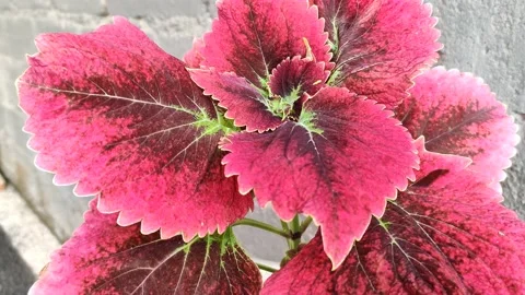 Red Miana leaf texture blowing in the wind Stock Footage 220587434