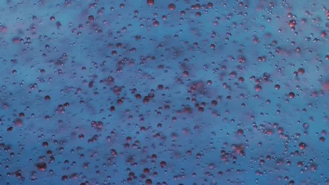 Red Micro Cells In Water Stock Footage