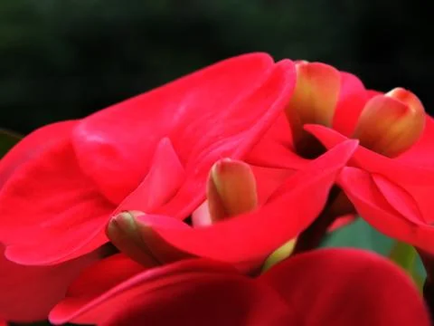 Red mili Stock Photos