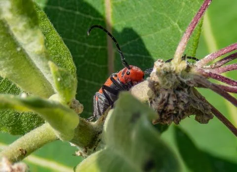Red-milkweed-beetle. Stock Photos