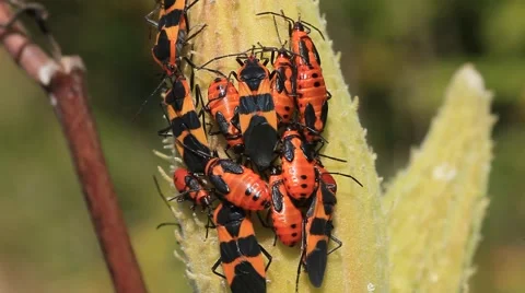 Red Milkweed Beetles Stockbeeldmateriaal 64799496