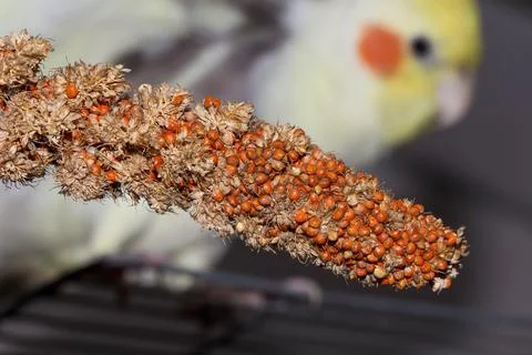 Red millet Stock Photos
