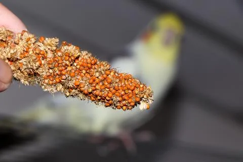 Red millet Stock Photos