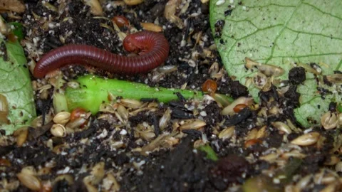 Red Millipede on Black Soil Video stock 309221539