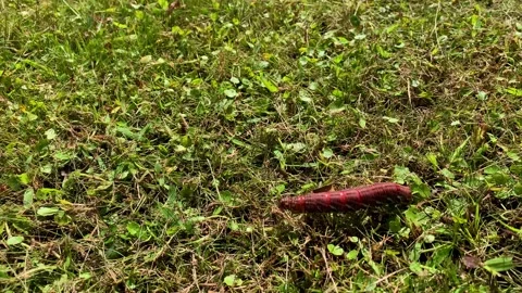 Red Millipede Closeup Crawling On Grass Stock Footage 218624598