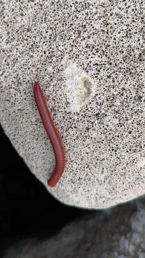 Red Millipede on Coastal Rock Stock Footage 340851740