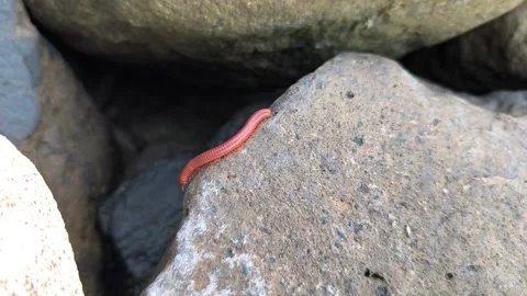 Red Millipede on Coastal Rock Stock Footage 340851904