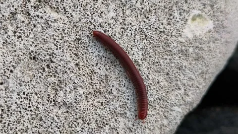 Red Millipede on Coastal Rock Stock Footage 340857003