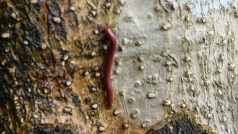 A Red Millipede Crawling on Bark Stock Footage 311728802