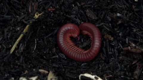 Red Millipede Defensive CoilingPose Stock Footage 309261768