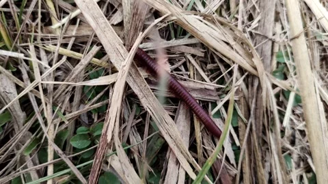 Red millipede on dry grass Stock-Footage 279615424