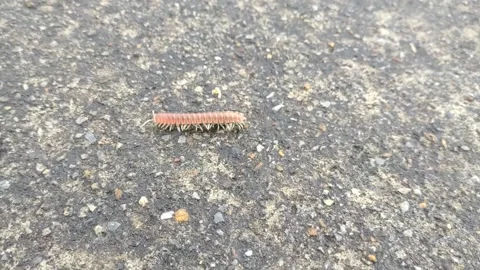 Red millipede Stock Footage 231579725