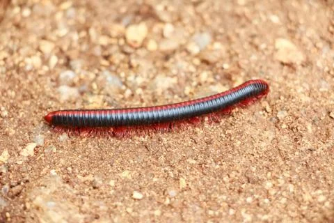 Red millipede on ground close up Stock Photos