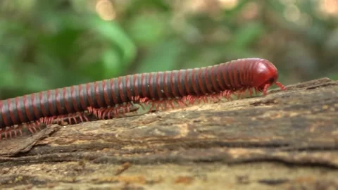 Red Millipede, Malaysia Video stock 185465556