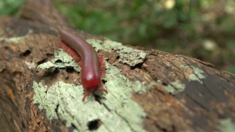 Red Millipede, Malaysia Video stock 185465851