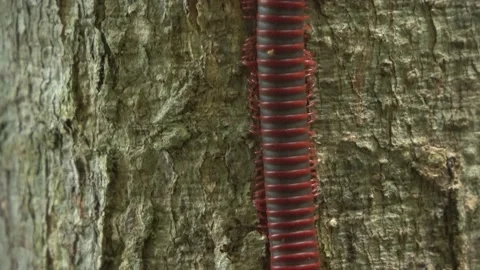 Red Millipede, Malaysia Stock Footage 185467067