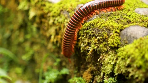Red millipede or centipede walking on the rocks in Colombia. Stock Footage 262363442