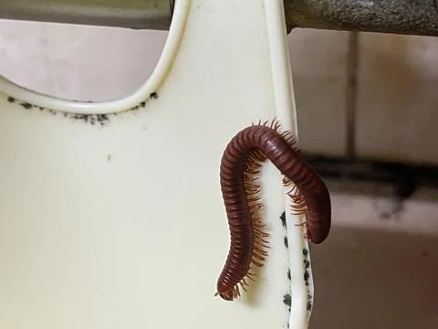 Red millipede on plastic edge Stock Photos