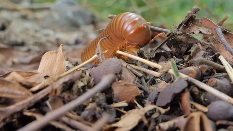 Red millipede in tropical rain forest. Stock Footage