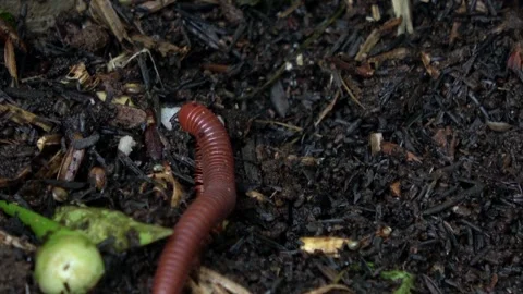 Red Millipede Walking 1 Stock Footage 309221787