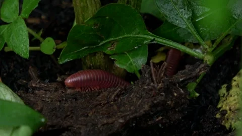 Red Millipede Walking 2 Video stock 309221666