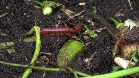 Red Millipede Walking 3 Video stock 309221537