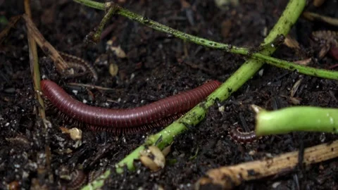Red Millipede Walking 5 Stock Footage 309260335