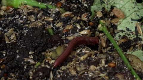 Red Millipede Walking 6 Stock Footage 309260252