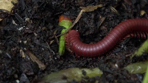 Red Millipede Walking 7 Stock Footage 309262056