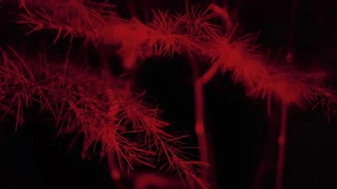 Red Miniature Plant Forest Stock Footage 203463677