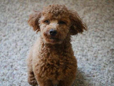 Red Miniature Poodle Playing Inside Stock Photos