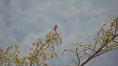 Red minivet bird on tree branch Stock Footage 273494763