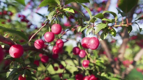 Red Mirabelle Cherry Plums Video stock 111696635