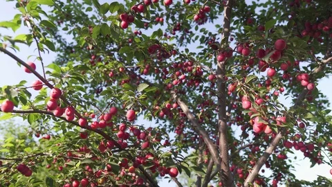 Red mirabelle cherry plums Video stock 111712741