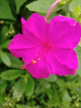 Red mirabilis Foto stock