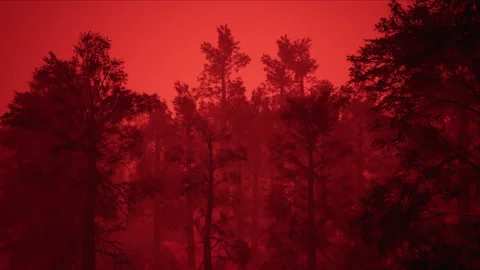 Red mist forest Stock-Footage 265247161