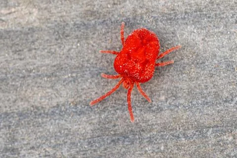 Red mite on grey background Foto stock