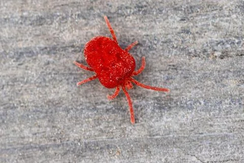 Red mite on grey background Stock Photos