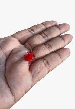 RED MITE ON A HAND. Foto stock