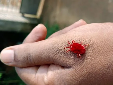 RED MITE ON A HAND. Stock Photos