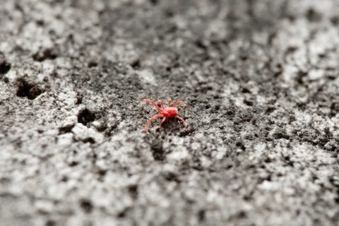 Red mite insect close up on rough co crete wall pattern texture wallpaper Stock Photos