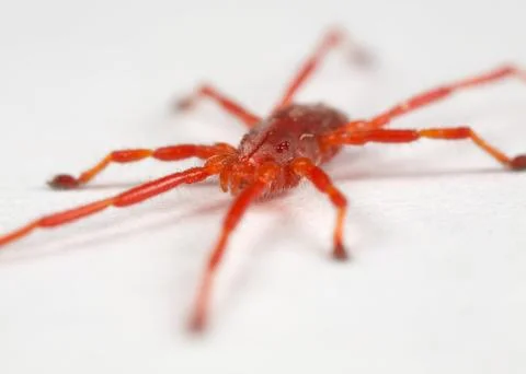 Red mite Stock Photos