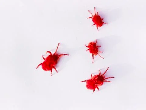 RED MITE Foto stock