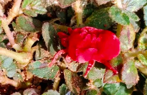 RED MITE Stock Photos