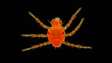 Red mite under the microscope Stock Footage 111025253