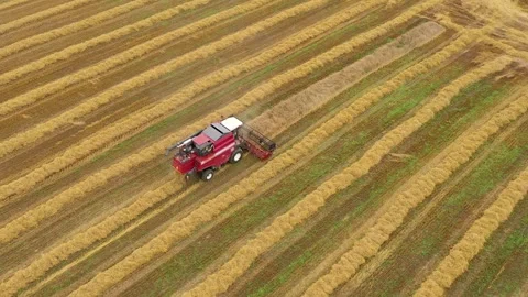 Red modern combine harvester working on wheat field during harvest season Stock Footage 314620937