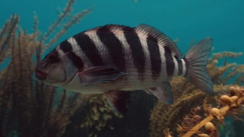 Red Moki Fish Swimming Close Slow Motion Stock Footage 106856588