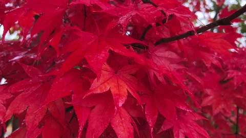 Red momiji Vídeos de archivo 221160434