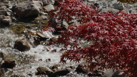 Red Momiji Over Mountain Stream, Japanese Autumn Nature Scene Stock Footage 319707265